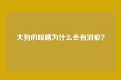 大狗的眼睛为什么会有泪痕？