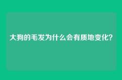 大狗的毛发为什么会有质地变化？