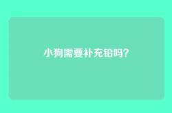 小狗需要补充铅吗？