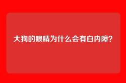 大狗的眼睛为什么会有白内障？