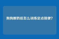 狗狗断奶后怎么训练定点排便？