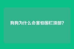 狗狗为什么会害怕围栏顶部？