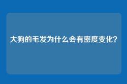 大狗的毛发为什么会有密度变化？