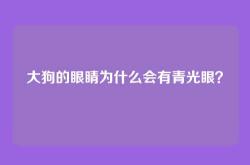 大狗的眼睛为什么会有青光眼？