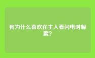 狗为什么喜欢在主人看闪电时躲藏？