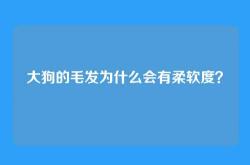 大狗的毛发为什么会有柔软度？