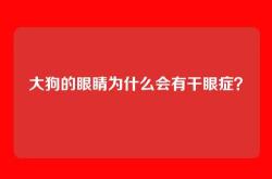 大狗的眼睛为什么会有干眼症？