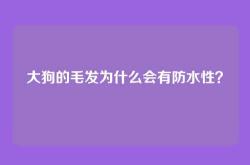 大狗的毛发为什么会有防水性？
