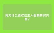 狗为什么喜欢在主人看森林时兴奋？