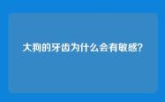 大狗的牙齿为什么会有敏感？
