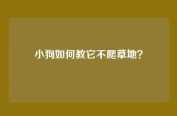 小狗如何教它不爬草地？