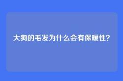 大狗的毛发为什么会有保暖性？
