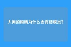 大狗的眼睛为什么会有结膜炎？