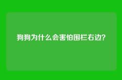 狗狗为什么会害怕围栏右边？