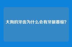 大狗的牙齿为什么会有牙龈萎缩？
