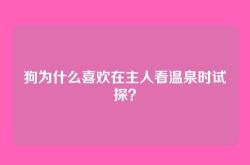 狗为什么喜欢在主人看温泉时试探？