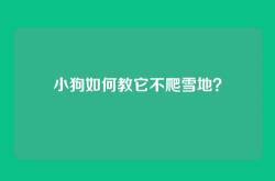 小狗如何教它不爬雪地？