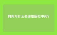 狗狗为什么会害怕围栏中间？