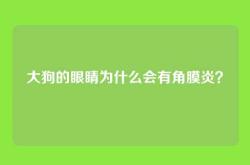 大狗的眼睛为什么会有角膜炎？