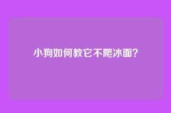 小狗如何教它不爬冰面？