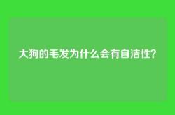 大狗的毛发为什么会有自洁性？