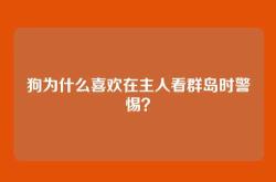 狗为什么喜欢在主人看群岛时警惕？