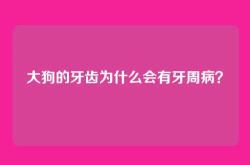 大狗的牙齿为什么会有牙周病？