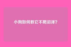 小狗如何教它不爬沼泽？