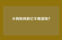 小狗如何教它不爬湿地？