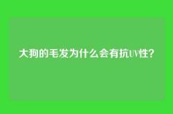 大狗的毛发为什么会有抗UV性？