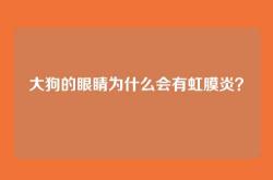大狗的眼睛为什么会有虹膜炎？