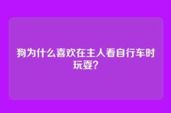 狗为什么喜欢在主人看自行车时玩耍？