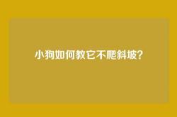 小狗如何教它不爬斜坡？