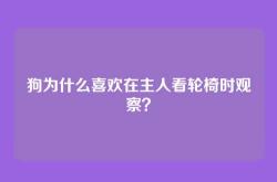 狗为什么喜欢在主人看轮椅时观察？