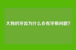 大狗的牙齿为什么会有牙根问题？