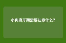 小狗换牙期需要注意什么？