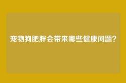宠物狗肥胖会带来哪些健康问题？