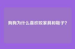 狗狗为什么喜欢咬家具和鞋子？