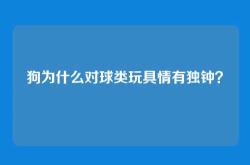 狗为什么对球类玩具情有独钟？