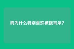 狗为什么特别喜欢被挠耳朵？