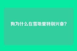 狗为什么在雪地里特别兴奋？