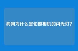 狗狗为什么害怕照相机的闪光灯？