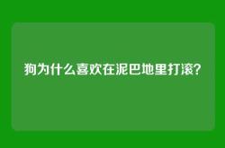狗为什么喜欢在泥巴地里打滚？