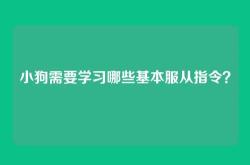 小狗需要学习哪些基本服从指令？