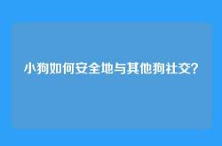 小狗如何安全地与其他狗社交？
