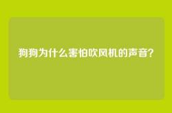 狗狗为什么害怕吹风机的声音？