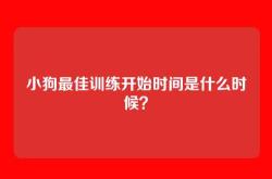 小狗最佳训练开始时间是什么时候？