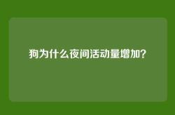 狗为什么夜间活动量增加？