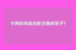 小狗如何适应航空箱或笼子？