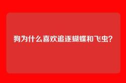 狗为什么喜欢追逐蝴蝶和飞虫？